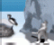 Penguin Swing - Strategy Game