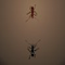 The Ant Arena - Arcade Game